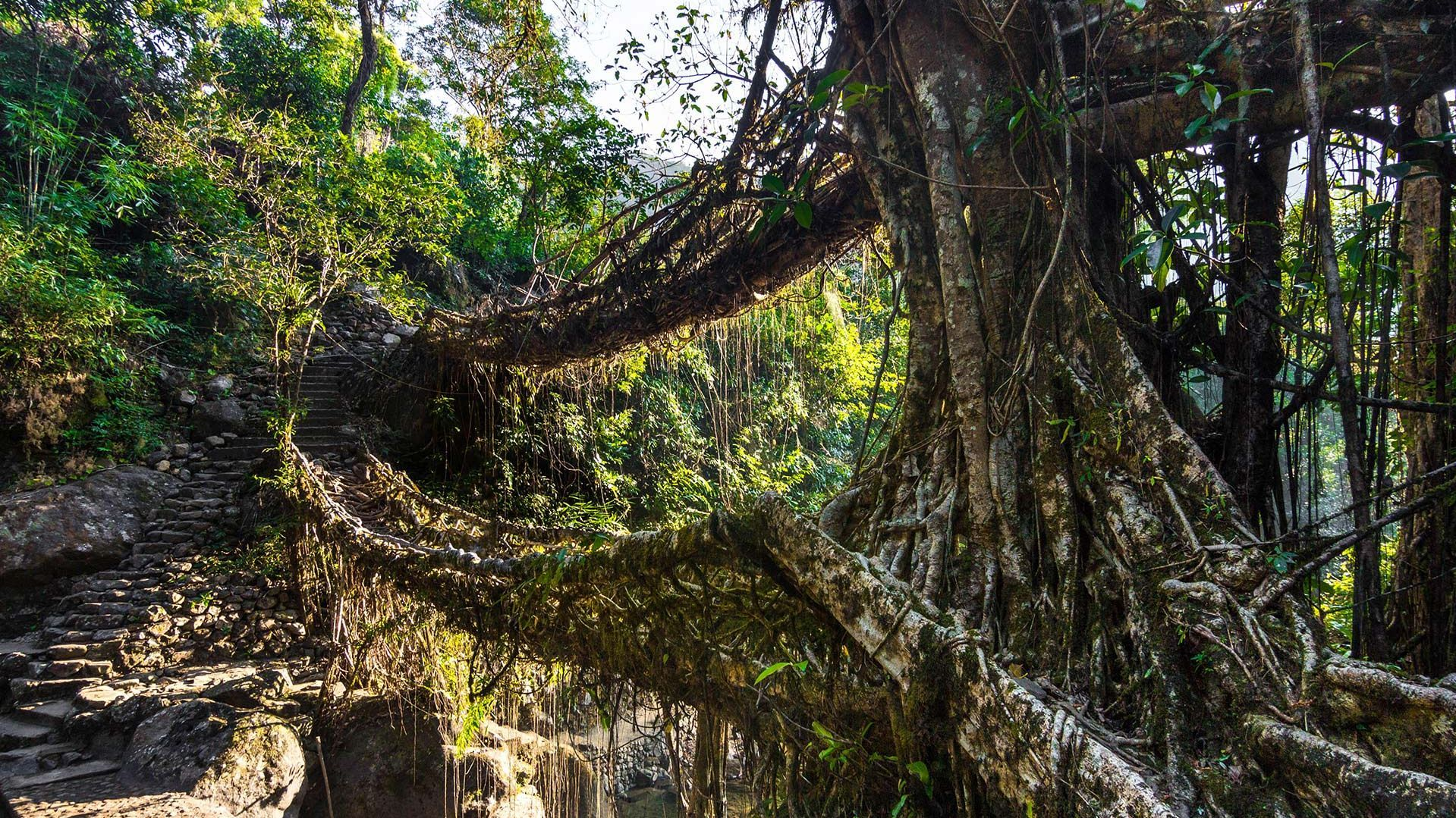 Double Decker Root Bridge Trek